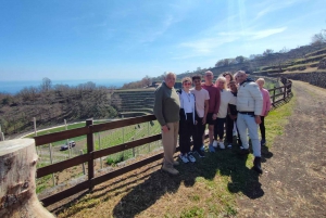 Wine Tasting and Tour of Taormina and Messina starting from Messina