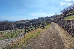 Wine Tasting and Tour of Taormina and Messina starting from Messina