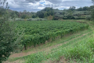 Wine Tasting and Tour of Taormina and Messina starting from Messina