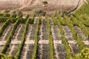 Wine Tasting and Typical Tastings in the Val di Noto