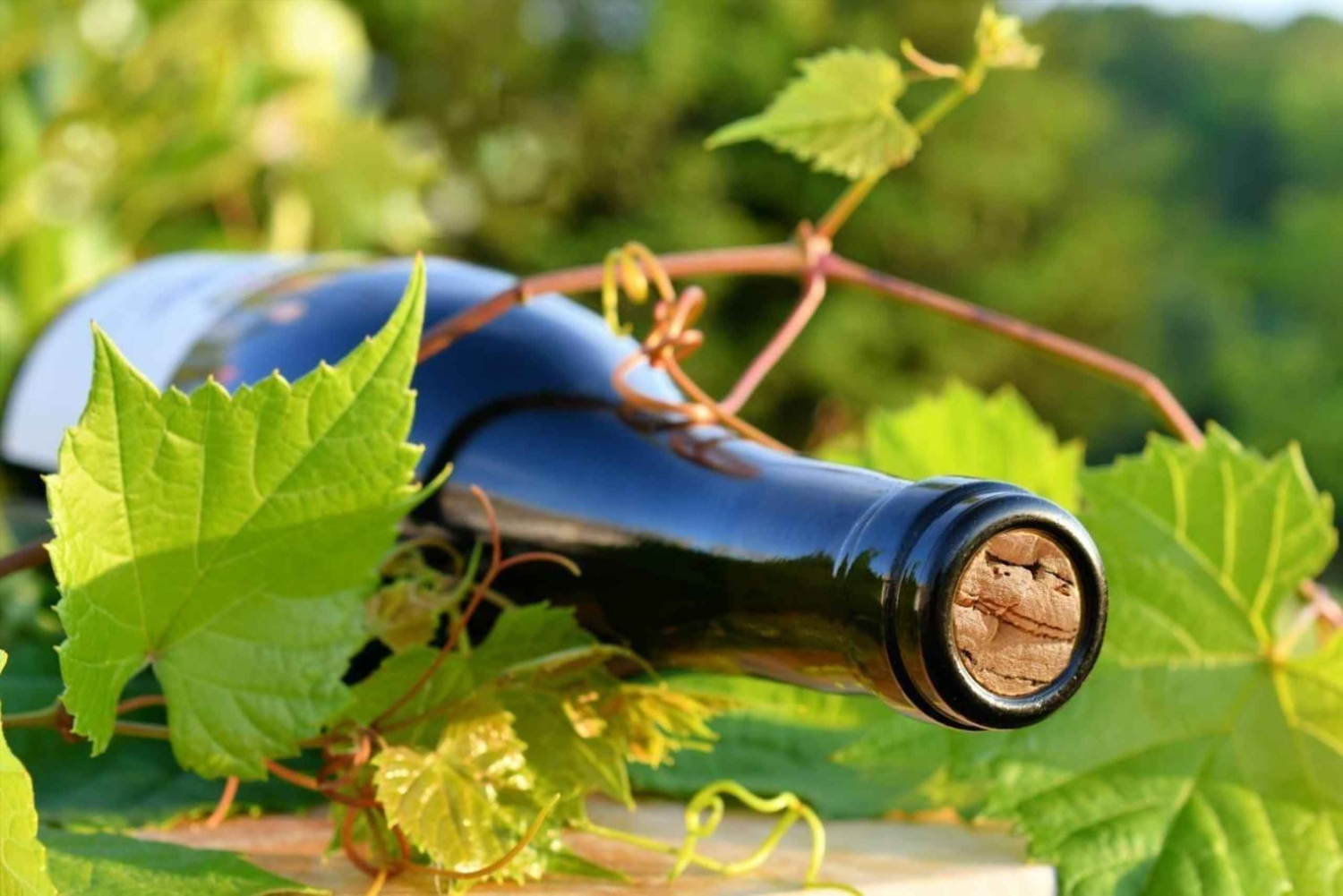 タオルミーナからのランチ付きワインテイスティングとヴィンヤードツアー