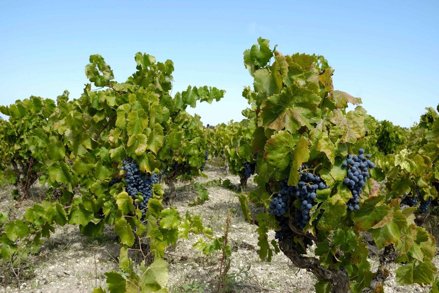 Vinsmaking i vinkjelleren