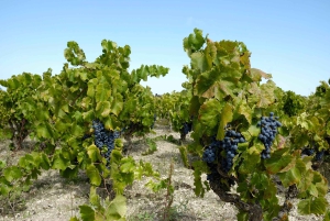 Vinsmaking i vinkjelleren