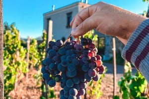 Visite des vignobles avec dégustation de vins