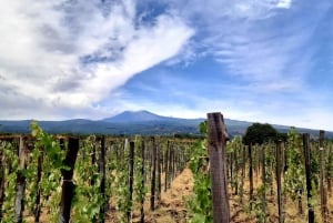 Visite des vignobles avec dégustation de vins