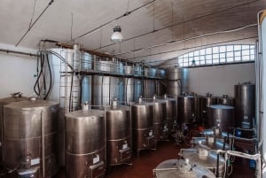 Vingårdstur och provsmakning av sicilianska ekologiska viner i Marsala