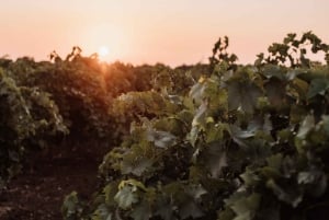Vingårdstur och provsmakning av sicilianska ekologiska viner i Marsala