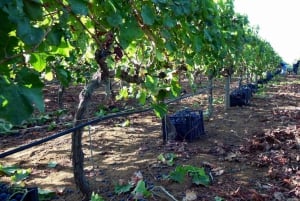 Weingut-Tour und Wein- & Lebensmittelverkostung in der Nähe von Ragusa