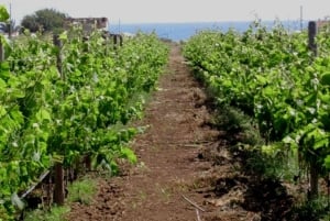 Weingut-Tour und Wein- & Lebensmittelverkostung in der Nähe von Ragusa