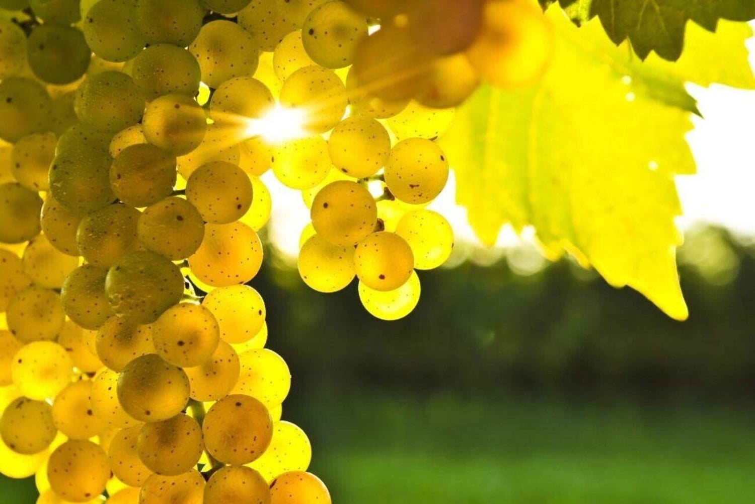 Wycieczka do winnicy w Marsali z degustacją win i lokalnych produktów.