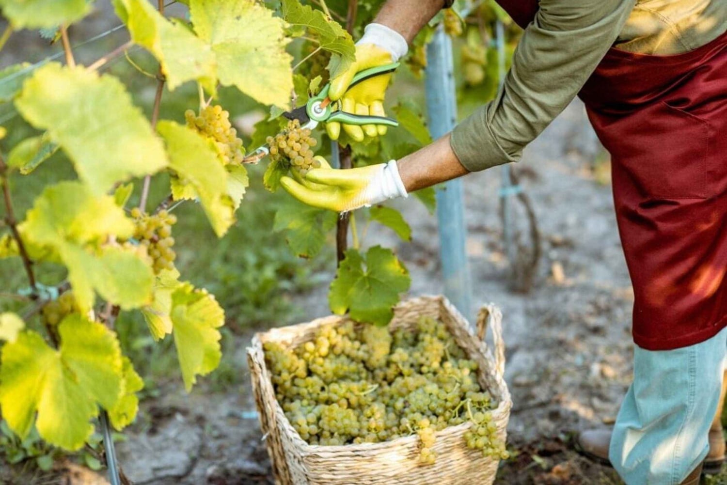 Wycieczka do winnicy w Marsali z degustacją win i lokalnych produktów.