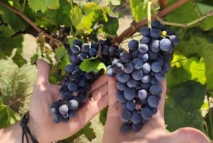 Scicli: tour della cantina e degustazione di vini e specialità locali