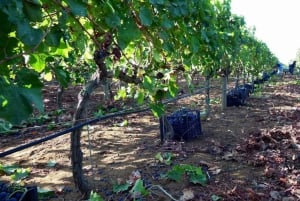 Scicli: tour della cantina e degustazione di vini e specialità locali