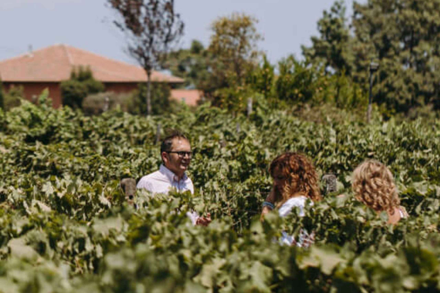 Besøk på vingård og smaking på vulkanske skråninger nær Catania