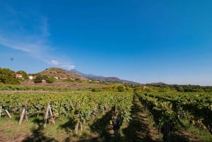 Winery Visit & Tasting on the Volcanic Slopes near Catania