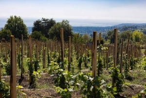 Winery Visit & Tasting on the Volcanic Slopes near Catania