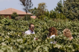 Visite de la cave et dégustation sur les pentes volcaniques près de Catane