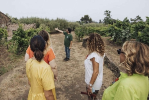 Besøk på vingård og smaking på vulkanske skråninger nær Catania