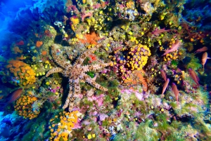 Zingaro Nature Reserve: snorkeling and diving in crystal clear waters