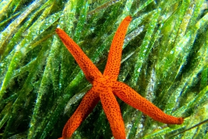 Zingaro Nature Reserve: snorkeling and diving in crystal clear waters