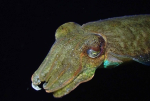 Zingaro Nature Reserve: snorkeling and diving in crystal clear waters