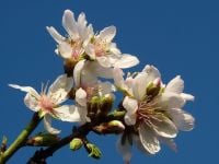 Almond Blossoms