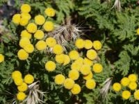 Flora, Fauna & Geography