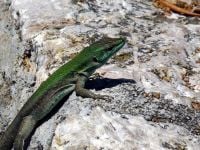 Flora, Fauna & Geography