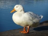 Flora, Fauna & Geography