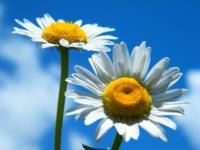 Italian Language Basics