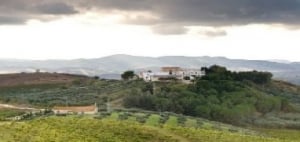 Sirignano Wine, Monreale