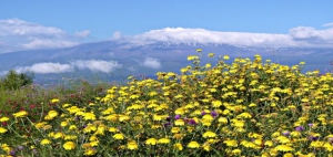 Etna flora by Luigi Strano
