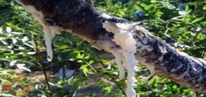 Manna ash tree, Madonie, Sicily