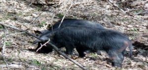 black Nebrodi pig by Luigi Strano