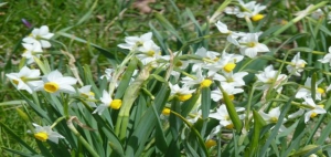 mountain flora in Sicily by Luigi Strano