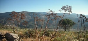 Peloritani by H. Lange