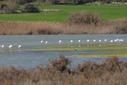 Flamingos at Vendicari by I. Marischi