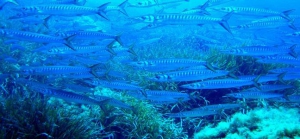 Pantelleria and Ustica