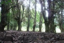 Giant Holly Trees, Piano Pomo, Madonier Mountains, Sicily