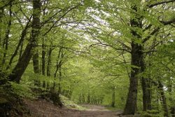 Forest at Piano Battaglia, Madonie Mountains, Sicily