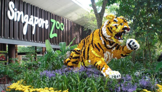 Singapore Zoo and Night Safari 