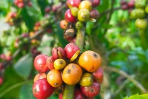 Bintan Stingless Honey & Coffe Plant Tour