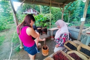 Bintan Stingless Honey & Coffe Plant Tour