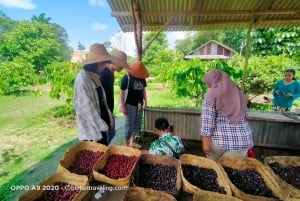 Bintan Stingless Honey & Coffe Plant Tour