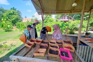 Bintan Stingless Honey & Coffe Plant Tour