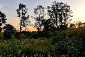Botanic Gardens & Tiong Bahru Walking Tour with Breakfast