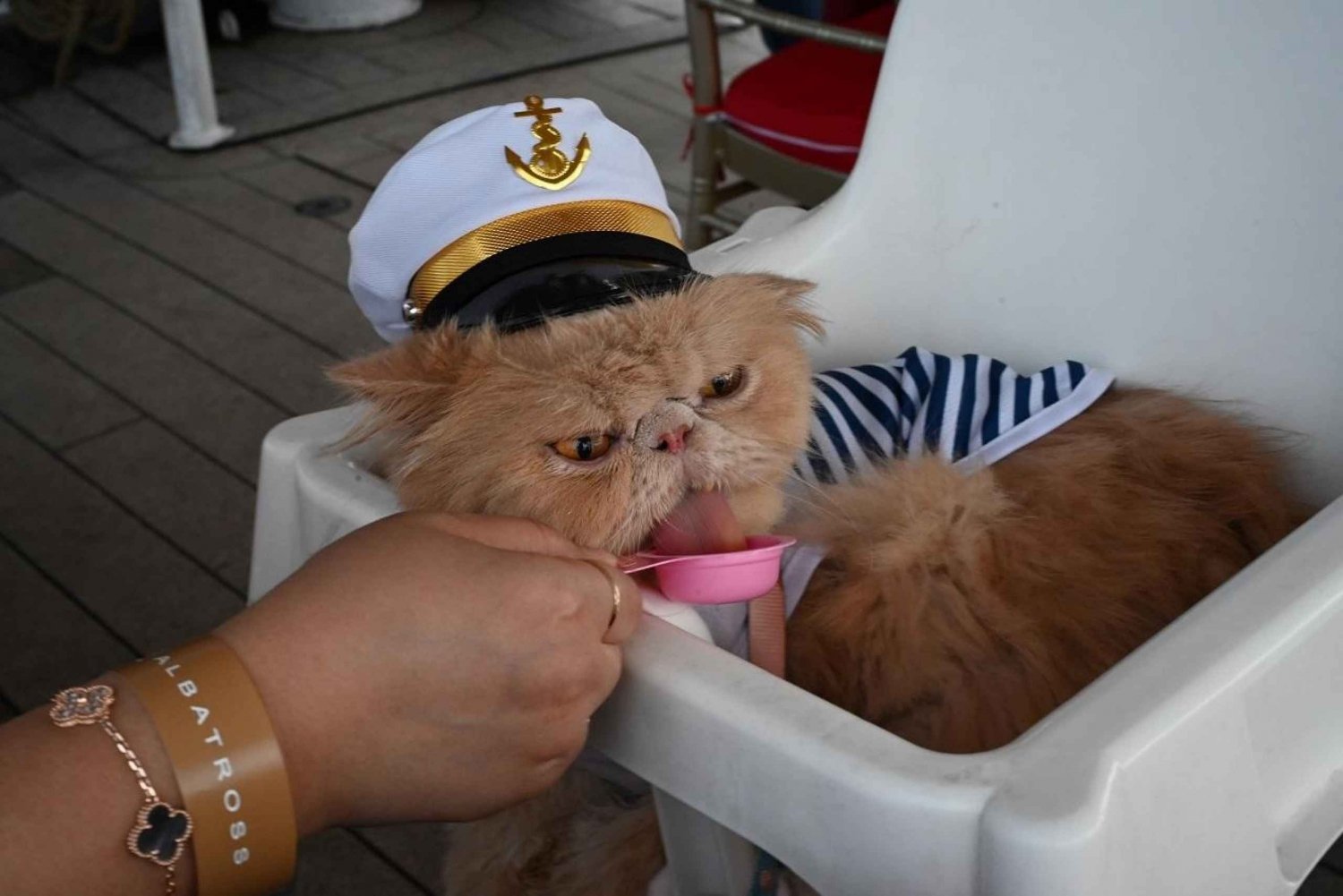 Cat Cruise onboard a Tall Ship with 4 Course Meal