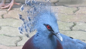 Jurong Bird Park