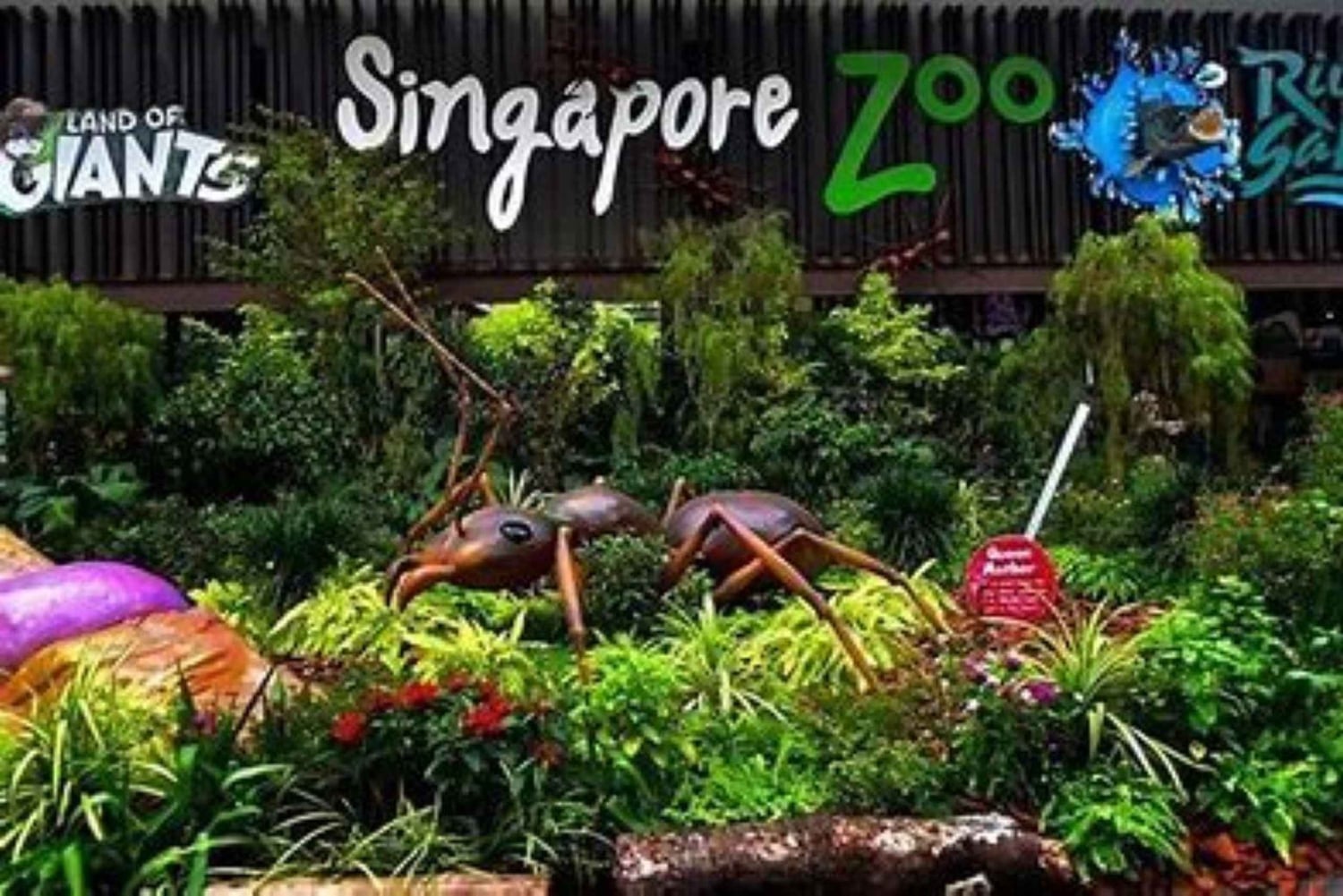One-Way Transfer to Singapore Zoo or Night Safari