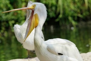 Singapore: Bird Paradise Entry Ticket